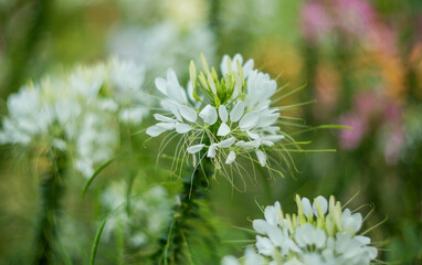 Cleome Hassleriana colorful in the park on a clear day. Selective focus, shallow depth of field.
