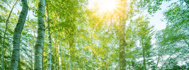 Fresh green birch trees (Betulaceae ) in bright sunlight. Forest summer sprig nature landscape at sunset background banner wide panoramic panorama 
