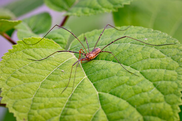  Spider haycous ordinary (Phalangium opilio) waits for prey on the leaves of Gortensia. Macro photo.