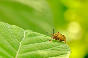 Garden bedbug on a green leaf. Macro shooting.