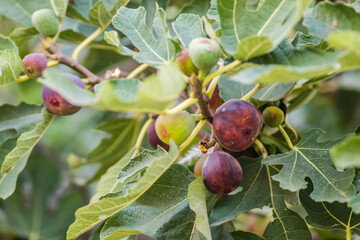 Ripe fig fruits in the canopy of the tree 