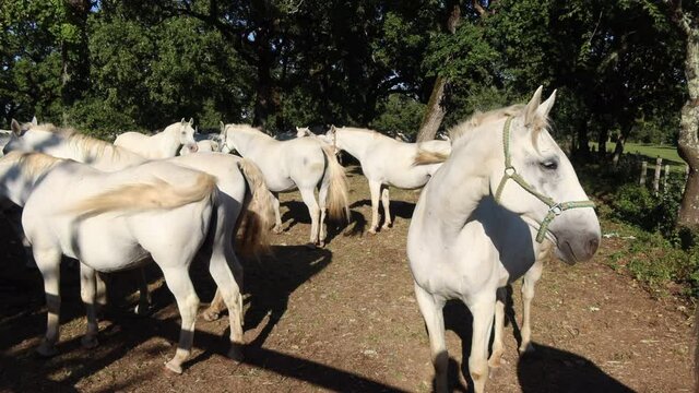 Lipizzan horses of Lipica in Slovenia