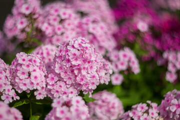 Purple, pink phlox on a summer day. Selective soft focus, shallow depth of field.