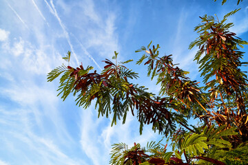 Top of green trees and sky background