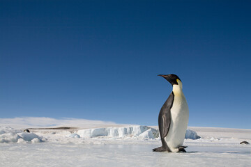 Fototapeta na wymiar Emperor Penguins, Antarctica