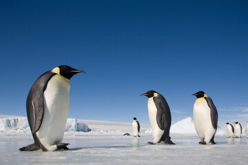 Fototapeta na wymiar Emperor Penguins on Sea Ice, Antarctica
