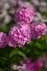 Purple, pink phlox on a summer day. Selective soft focus, shallow depth of field.