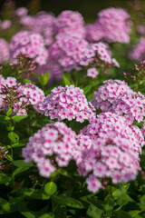 Purple, pink phlox on a summer day. Selective soft focus, shallow depth of field.