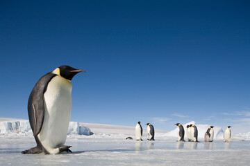 Naklejka na ściany i meble Emperor Penguins on Sea Ice, Antarctica