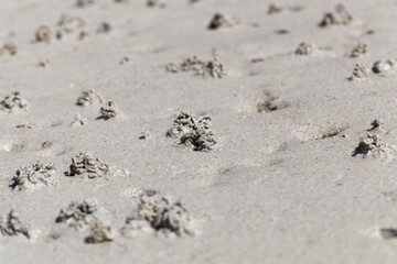 Sandworm casts, Arenicola marina