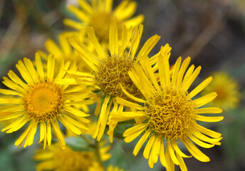 Inula blooms in the wild in summer.