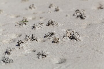 Sandworm casts, Arenicola marina