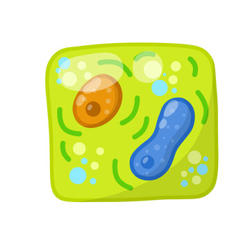 Green cell of the plant. Element of science and biology. Cartoon flat illustration. Microorganism by microscope. With core, details and membrane