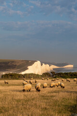 Fototapeta na wymiar Sheep in front of the Seven Sisters Cliffs