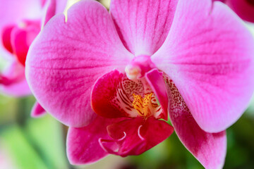 Fototapeta na wymiar Phalaenopsis orchid colorful bloom