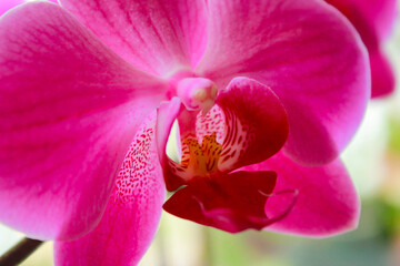 Phalaenopsis orchid colorful bloom
