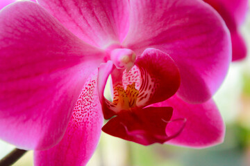 Fototapeta premium Phalaenopsis orchid colorful bloom