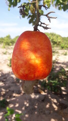 O caj&uacute; no cajueiro 02