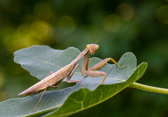 Close-up portrait of brown female European Mantis (Praying Mantis) in natural habitat. Mantis Religiosa looking at camera and sits on fig Ficus carica leaf. Nature concept. Selective focus.