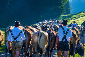 Viehscheid - Allgäu - Gunzesried - Herde