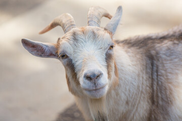 Portrait of a goat light color close-up. Pets, agriculture, animal husbandry.