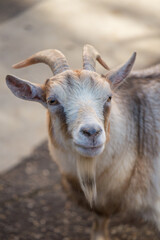 Portrait of a goat light color close-up. Pets, agriculture, animal husbandry.