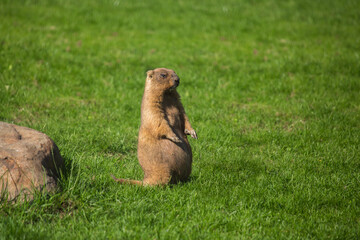 Marmota on green grass close-up. Portrait of a wild animal.