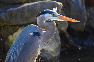 Blue Heron