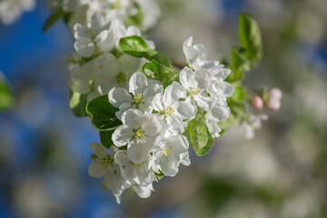 Blooming apple tree in spring. Selective focus, blurred background