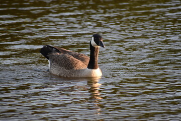 Goose looking