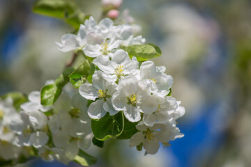 Blooming apple tree in spring. Selective focus, blurred background