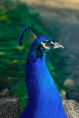 Obraz premium Peacock portrait close-up. Beautiful bright bird, wild animals.