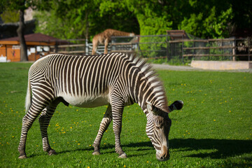 Fototapeta na wymiar Zebra is grazing on green grass on a clear, sunny day. Portrait of a wild animal in the zoo.