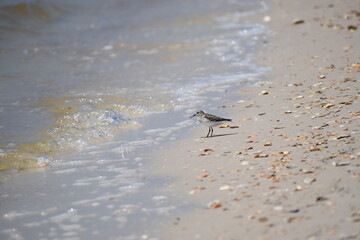 Lease Tern