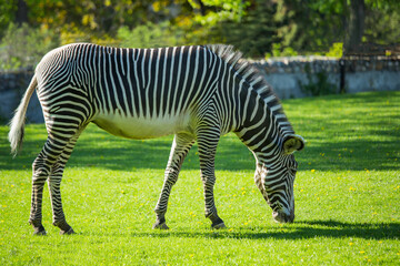 Fototapeta na wymiar Zebra is grazing on green grass on a clear, sunny day. Portrait of a wild animal in the zoo.