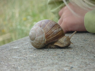Schnecke