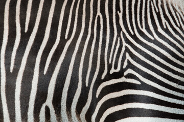 Fototapeta na wymiar Texture of fur, wool zebra. Striped black and white background. Wild animals