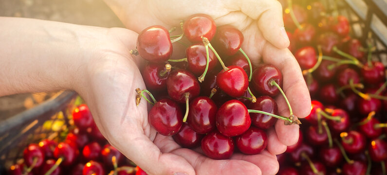Farmer holds freshly picked red cherries in a box. Fresh organic fruits. Summer harvest. Selective focus.