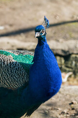 Peacock portrait close-up. Beautiful bright bird, wild animals.