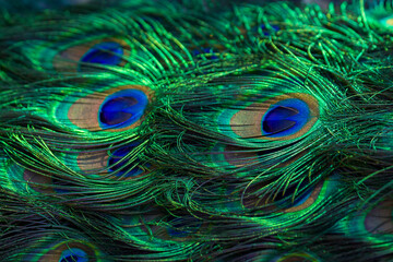 Obraz premium Texture of peacock feathers. Beautiful background, rich color.