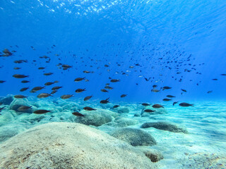 Black mediterranean fishes swimming down to the bottom in Ikarias sea