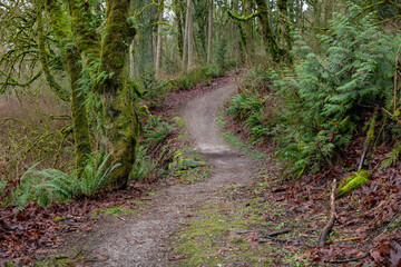 Trail Through a Forest with Moss-Covered Trees, Ferns, and Fallen Leaves