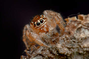 Close up  beautiful jumping spider  
