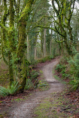 Fototapeta premium Trail Through a Forest with Moss-Covered Trees, Ferns, and Fallen Leaves