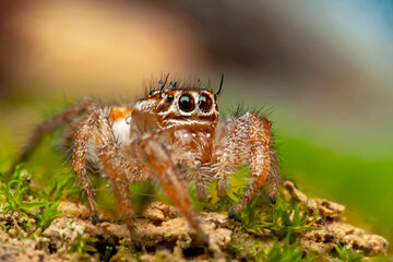 Close up  beautiful jumping spider  