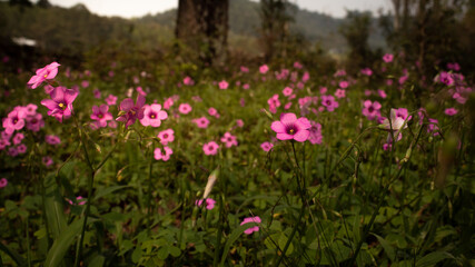 Field of small pink flowers 