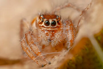 Close up  beautiful jumping spider  