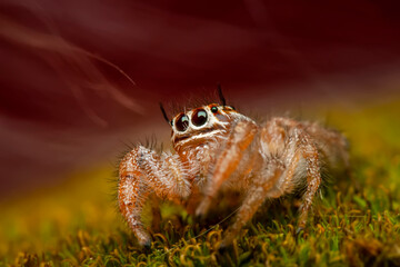 Close up  beautiful jumping spider  