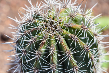 Naklejka na ściany i meble Kaktus der Art Pachycereus pringlei