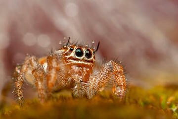 Close up  beautiful jumping spider  